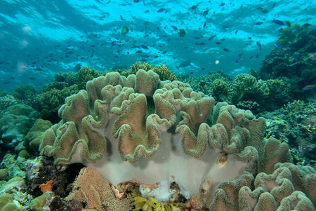 A beautiful picture of an healthy coral reef
