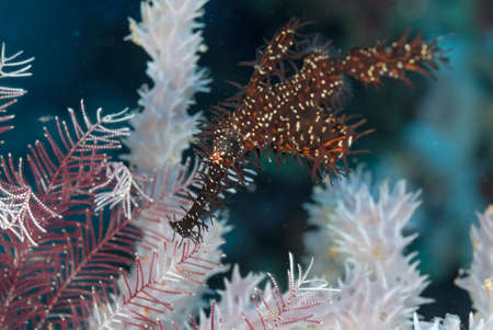 Ghost pipe fish and example of camouflageの写真素材
