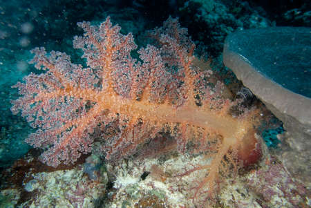 A beautiful picture of an healthy coral reefの写真素材