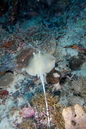 A beautiful picture of a blue spotted stingray on the bottomの写真素材