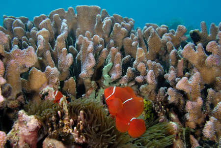 A picture of a beautiful anemone and it's Clown fishの写真素材