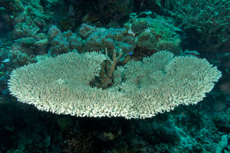 A beautiful picture of an healthy coral reefの写真素材