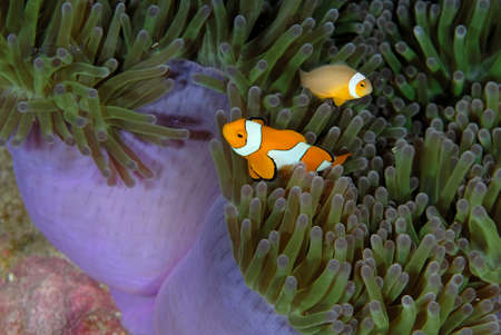 A picture of a beautiful anemone and it's Clown fishの写真素材