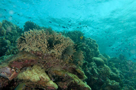 A beautiful picture of an healthy coral reefの写真素材