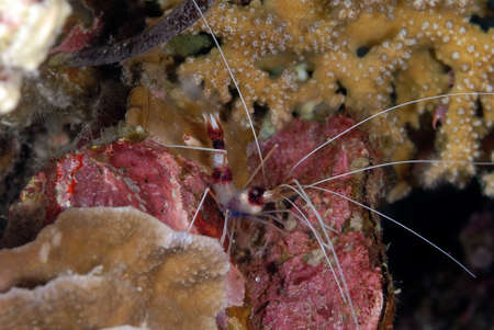 A picture of a beautiful banded coral shrimpの写真素材