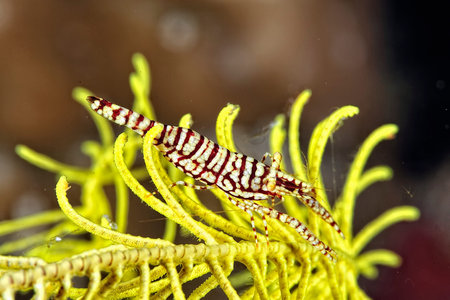 A picture of a beautiful Feather star shrimpの写真素材