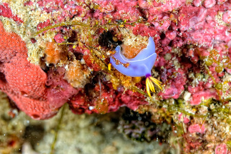 A picture of some beautiful and colored nudibranches