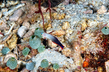 A picture of a beautiful purple fire goby
