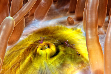 A picture of a beautiful Cleaner shrimp