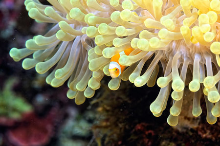 A picture of a beautiful anemone and it's Clown fish