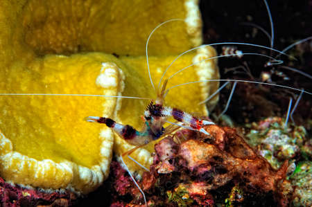 A picture of a beautiful banded coral shrimpの写真素材