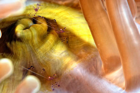 A picture of a beautiful Cleaner shrimpの写真素材