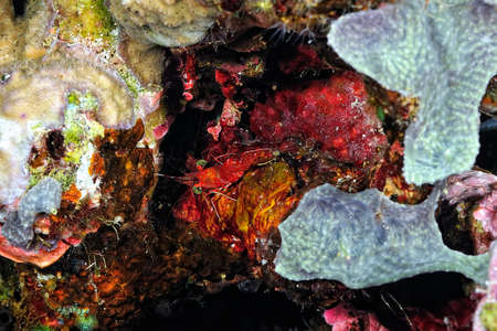 A picture of a beautiful Hingebeak Shrimpの写真素材