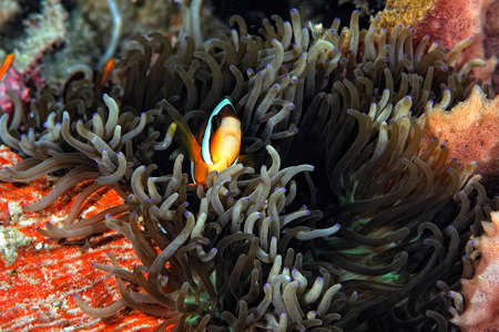 A picture of a beautiful anemone and it's Clown fishの写真素材