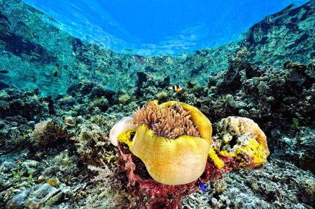 A picture of a beautiful anemone and it's Clown fish