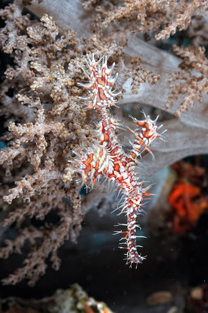 Ghost pipe fish and example of camouflage