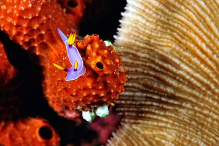 A picture of some beautiful and colored nudibranchesの写真素材