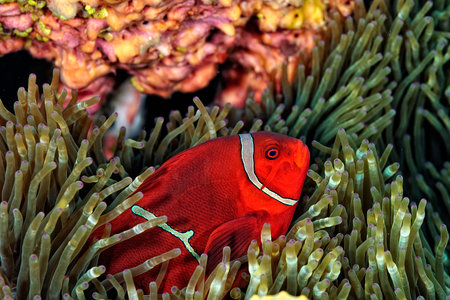 A picture of a beautiful anemone and it's Clown fish