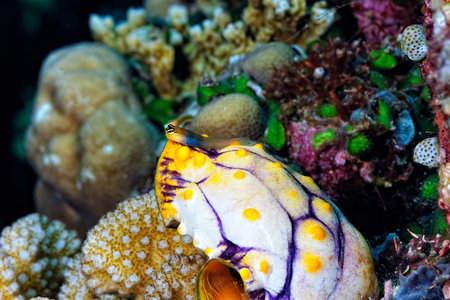 A picture of a beautiful ascidian in the coral reef