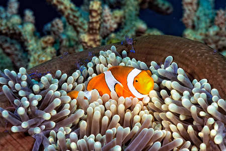 A picture of a beautiful anemone and it's Clown fishの写真素材