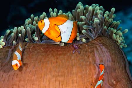 A picture of a beautiful anemone and it's Clown fishの写真素材