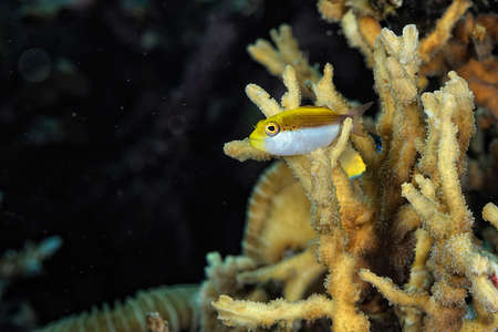 A picture of an hawkfish on the coralの写真素材