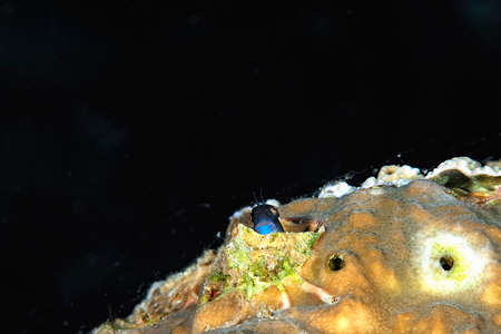 A beautiful picture of a yellow eyed combtooth blennyの写真素材