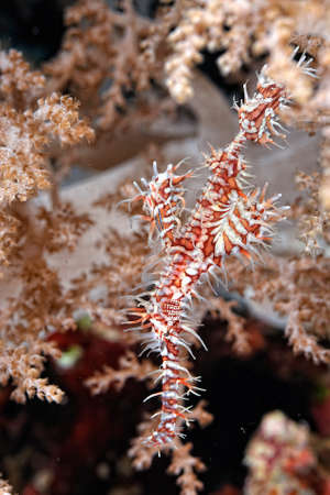 Ghost pipe fish and example of camouflageの写真素材