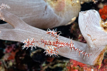 Ghost pipe fish and example of camouflageの写真素材