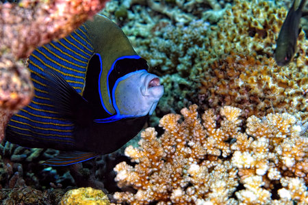 A picture of a beautiful colorful emperor fish