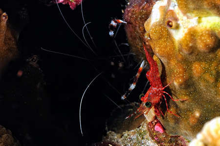 A picture of a beautiful Hingebeak Shrimpの写真素材