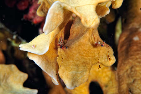A picture of a beautiful claw cuapetes shrimpの写真素材