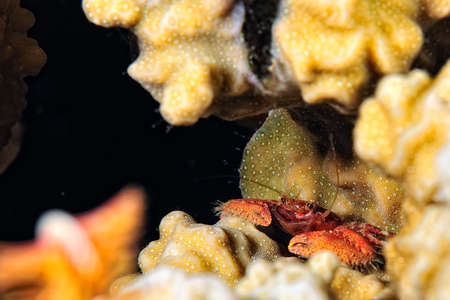 A picture of a beautiful squat lobster in the coralの写真素材