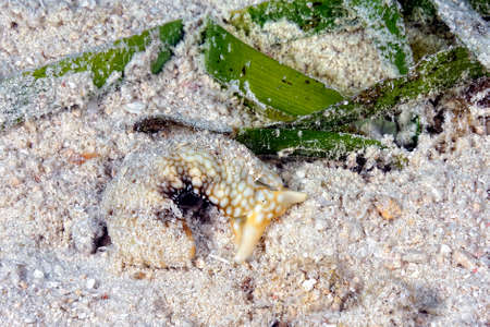 A picture of some beautiful and colored nudibranchesの写真素材