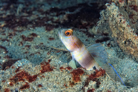 A picture of a broad banded shrimp goby in the sand