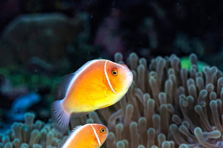 A picture of a beautiful anemone and it's Clown fish