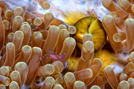 A picture of a beautiful Cleaner shrimp