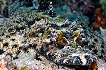 A picture of a crocodilefish resting on the bottomの写真素材