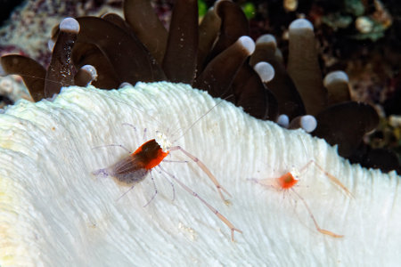 A picture of a mushroom coral ghost shrimpの写真素材