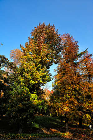 A beutiful picture of tree foliage in autumnの写真素材