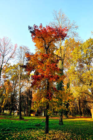 A beutiful picture of tree foliage in autumnの写真素材