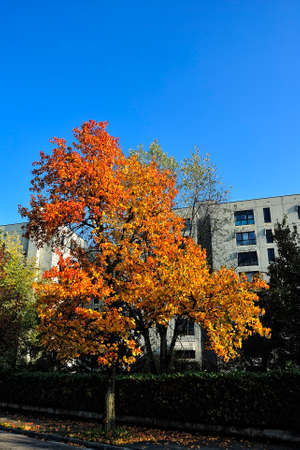 A beutiful picture of tree foliage in autumnの写真素材
