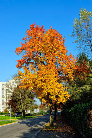 A beutiful picture of tree foliage in autumnの写真素材