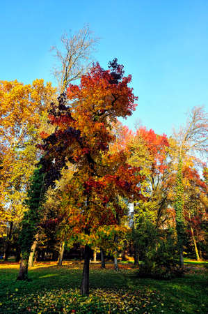 A beutiful picture of tree foliage in autumnの写真素材