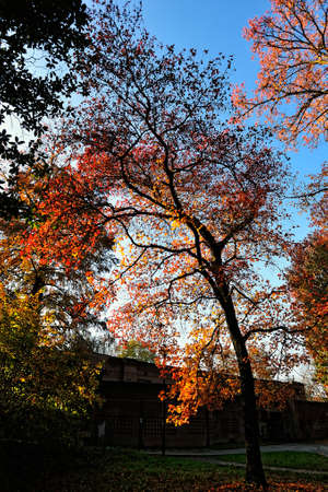 A beutiful picture of tree foliage in autumnの写真素材