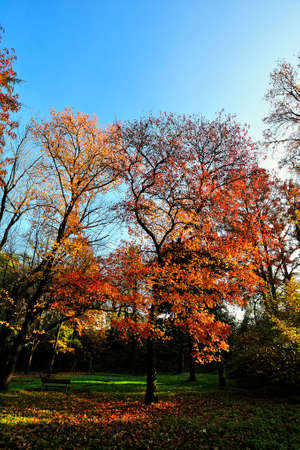 A beutiful picture of tree foliage in autumnの写真素材