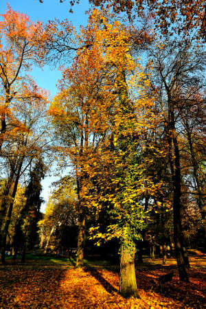 A beutiful picture of tree foliage in autumnの写真素材