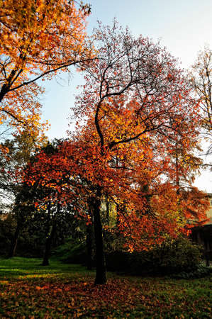 A beutiful picture of tree foliage in autumnの写真素材