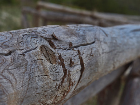 A picture of a tree cut down in a woodの写真素材