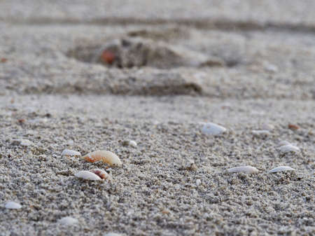 A picture of the beautiful Cala Brandinchi beach in Sardiniaの写真素材